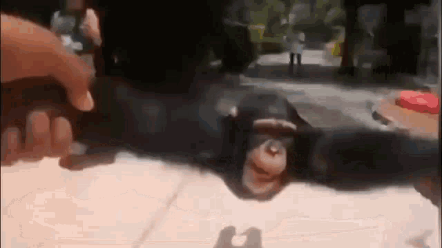 Spinning Monkey GIF - Spinning Monkey You Played Yourself