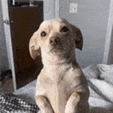 a dog is sitting on its hind legs on a bed looking at the camera .