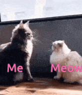 Cat Bully Me Meow Cats Meme Hitting GIF - Cat Bully Me Meow Cats Meme Hitting GIFs