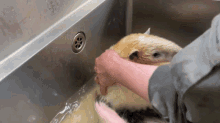 Tamandua Anteater GIF