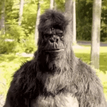 Yes Approve GIF - Yes Approve Gorilla GIFs