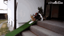 Slide Hound GIF - Slide Hound Puppy GIFs