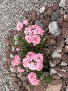 a bush of pink roses is surrounded by rocks and gravel