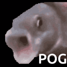 Pog GIF - Pog GIFs