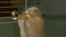 Hamster Trompetista GIF