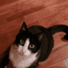 Tuxedo Cat Chin Ups GIF - Tuxedo Cat Chin Ups Pull Ups GIFs