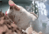 a close up of a cat 's ear with a reflection of it in a mirror