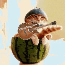 Funny Cat Cat Playing Guitar GIF