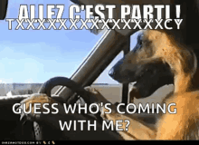 Cest Parti Parti GIF - Cest Parti Parti Dog GIFs