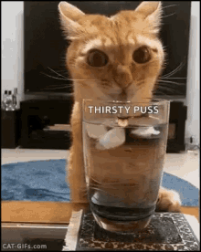 Thirsty Cat GIF - Thirsty Cat Lick GIFs