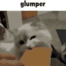 glumper cat eat graham cracker cat cute cat