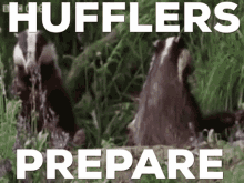 hufflepuff huffles badger