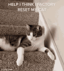 Funny Cat GIF - Funny Cat Reset GIFs
