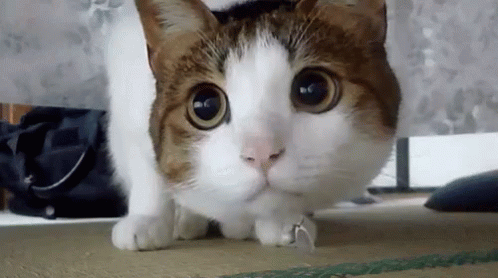 şaşkın Kedi GIF - Saskin Kedi - Discover & Share GIFs