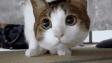 şaşkın Kedi GIF - Saskin Kedi GIFs