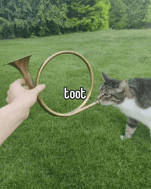 a cat is sniffing a trumpet that has the word toot written on it
