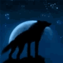 Wolf Animal GIF - Wolf Animal GIFs