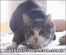 Shaq Cat GIF - Shaq Cat Wiggle GIFs