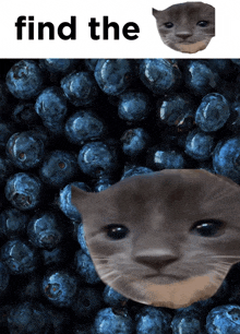 a picture of a cat 's face next to a pile of blueberries with the words find the below it