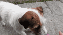 Jack Russell Dogs GIF - Jack Russell Dogs Doge GIFs