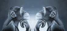 two chimpanzees are looking at each other and thinking about something .