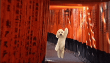 a small white dog is walking through a tunnel of red flags