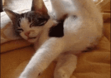 Cat Yoga GIF - Cat Yoga Sleep GIFs