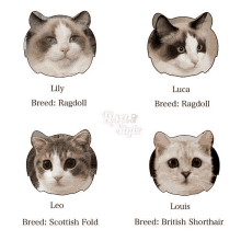 Lalisa S Cats GIF