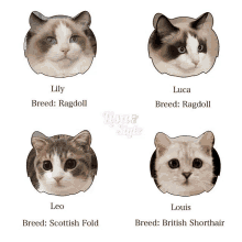 four different breeds of cats including lily luca and leo