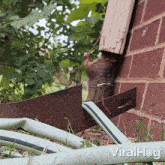 A Squirrel Coming Out Of A Gutter Viralhog GIF - A Squirrel Coming Out Of A Gutter Squirrel Viralhog GIFs