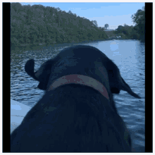 Dog Ears GIF - Dog Ears Dogearsboat GIFs