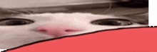 a close up of a cat 's face with a red border around it .