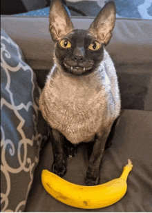 Catvampire With Banana Cat With Banana GIF