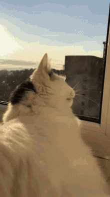 Kia Kia Kia Cat GIF - Kia Kia Kia Cat Window GIFs