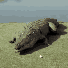 Crocodile Explosion GIF - Crocodile Explosion Crocodile Explodes GIFs