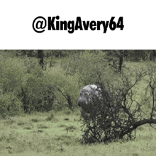 a picture of a lion in a field with the name kingavery64