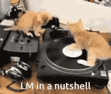 Kittens Lm GIF - Kittens Lm Record GIFs