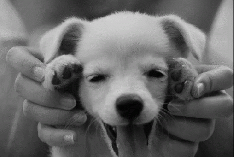 Cute adorable puppy GIF on GIFER - by Kazitilar