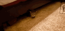 Hissing Cat GIF - Hissing Cat GIFs