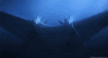 two manta rays are swimming in a dark blue water