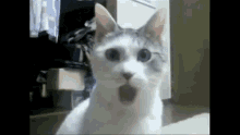 Shocked Shocked Face GIF - Shocked Shocked Face Cat GIFs