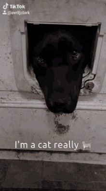 Let Me In Im A Cat GIF - Let Me In Im A Cat Locked Out GIFs
