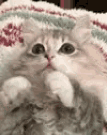 Cat Cute GIF - Cat Cute GIFs