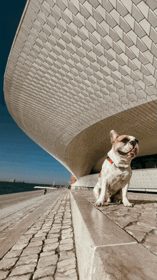 a dog is sitting on the sidewalk in front of a large building