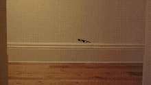 Cat Deal With It GIF - Cat Deal With It GIFs