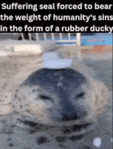a seal with a rubber ducky on its head and a caption about suffering seal