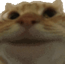 a close up of a cat 's face with a blurred background .