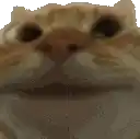 a close up of a cat 's face with a blurred background .