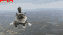 Fliying Cat GIF - Fliying Cat GIFs