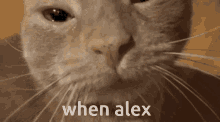 Cat Crying GIF - Cat Crying Alex GIFs